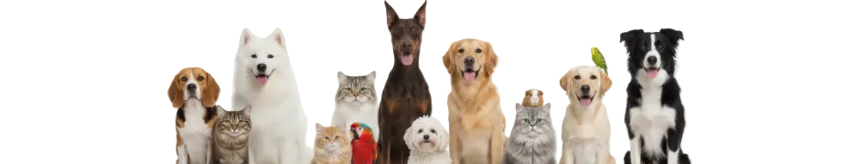vários tipos de cães e gatos posando para a câmera